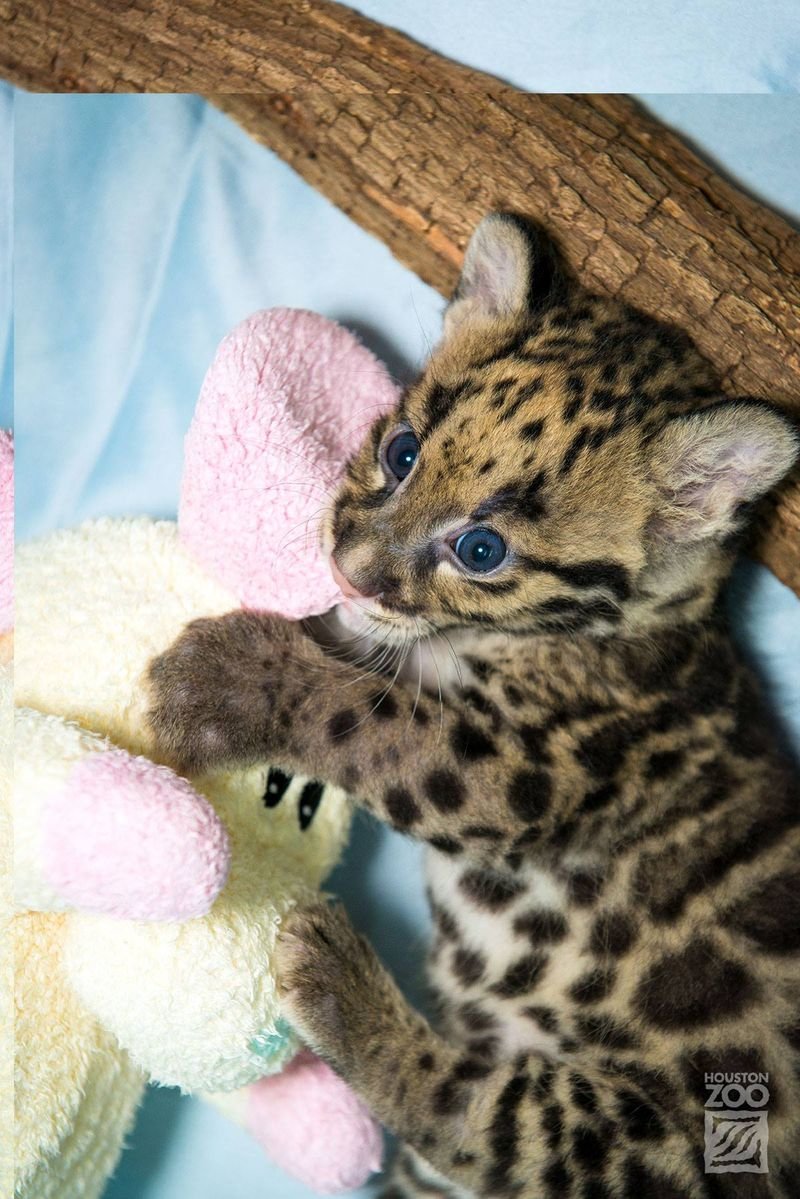 Illustration for article titled Clouded Leopard Cubs First For Houston Zoo, Are Adorable